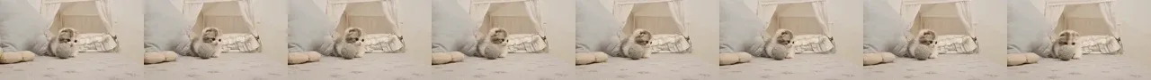 A horizontal strip of eight small frames of the cat moving.