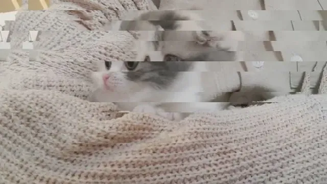 The cat photo cut into horizontal bands, each shifted sideways by a random amount.