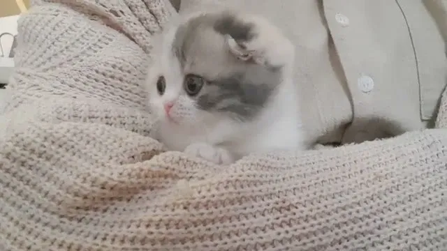 A grey and white kitten lying on a knitted blanket.