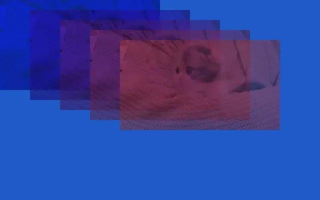 Five overlapping copies of the cat photo on a blue background, each tinted a different color with transparency.